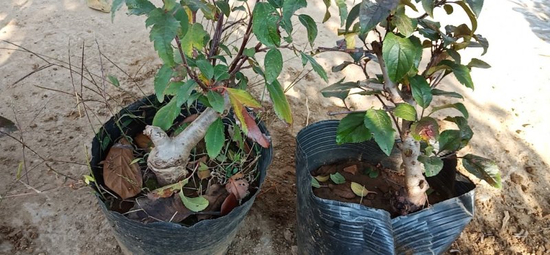 各种苗木批发价格查询