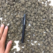 猫爪草批发各种规格中药材
