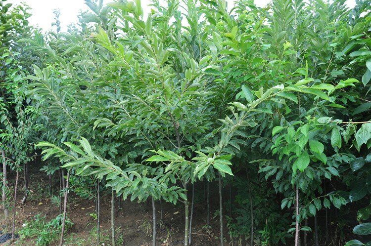 甜红子小山楂果园生态管理示意图