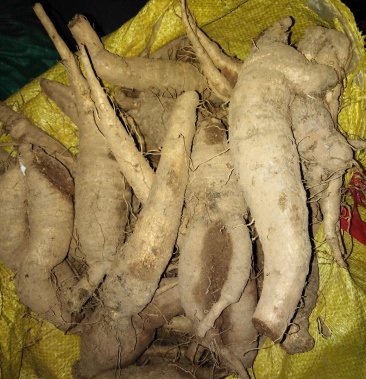 山海螺四叶参羊乳奶参