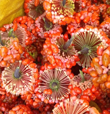 三七种子文山三七血三七