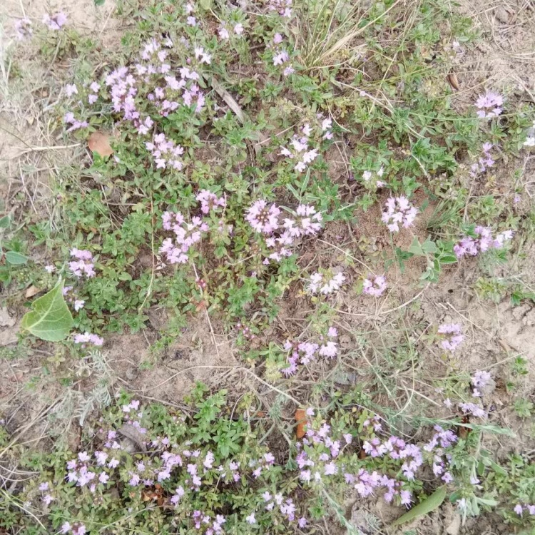 [地椒批发]百里香(地椒叶)有需要的来电价格30.00元/斤 - 一亩田