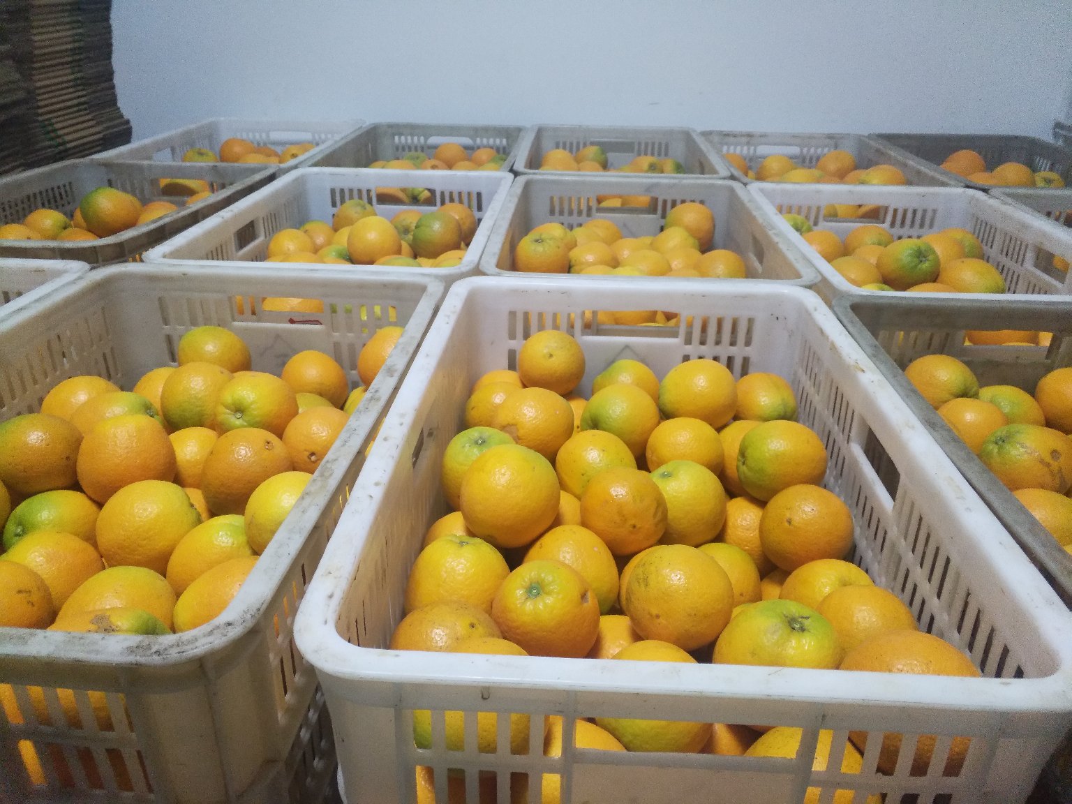 奥林达夏橙标准化采摘场景