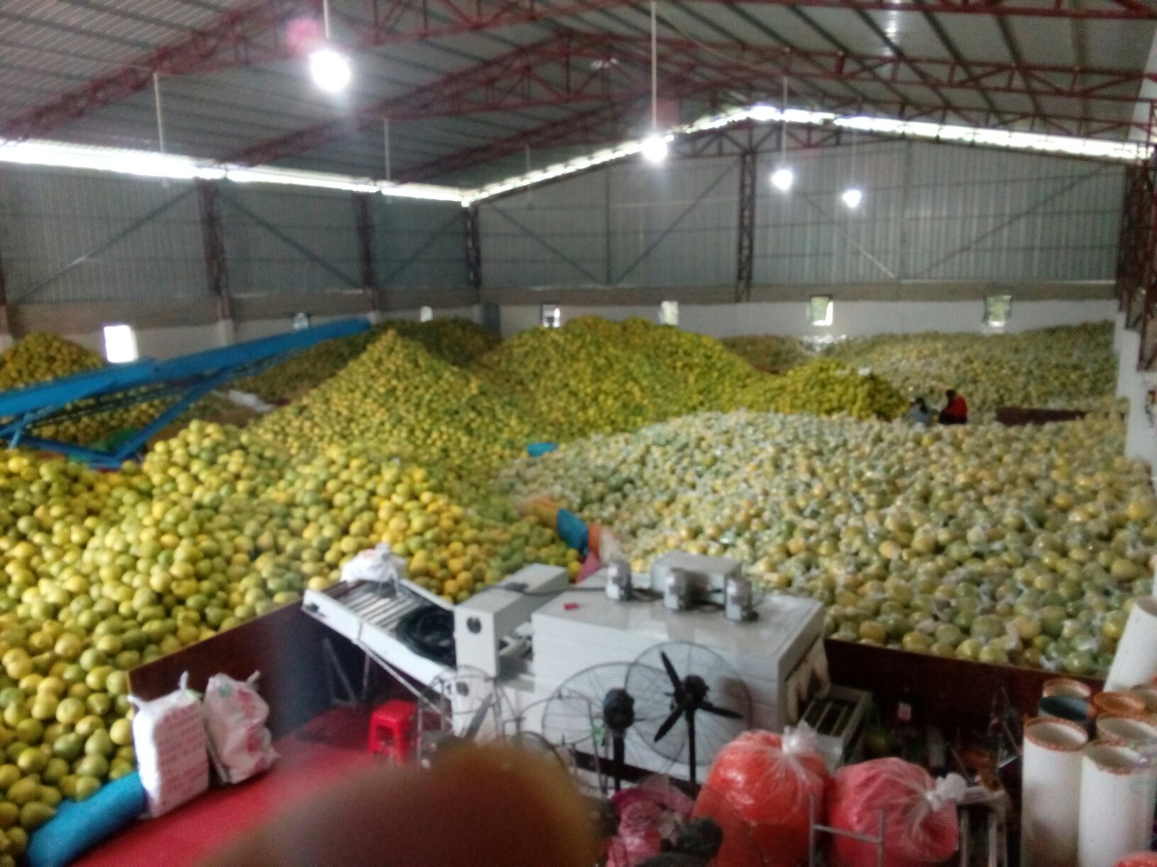 一位消费者正在水果市场挑选沙田柚,手中拿着一个金黄色的果实,背景为堆满柚子的摊位 挑选沙田柚的方法