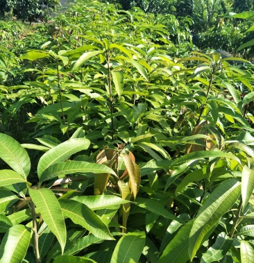 嫁接芒果苗,红贵妃芒果苗