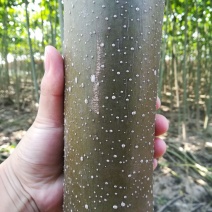 白花泡桐树大型种植基地【农户自产自销】