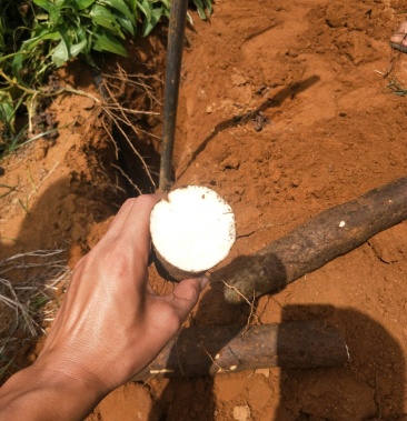 新鲜黑皮山药,大量供应,欢迎老板订购