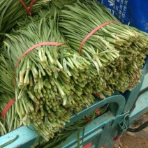 万亩韭菜种植基地欢迎您