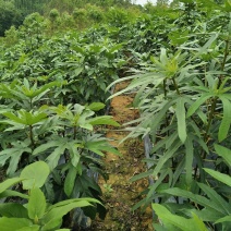 五指毛桃种苗：根部可煲汤可药用：i！！：