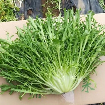苦菊
