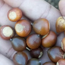 橡子，批发，新鲜货，干货
