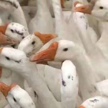 三花鹅苗