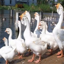 四季鹅苗