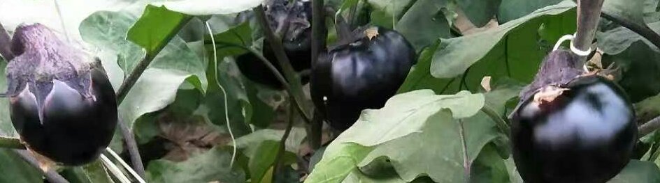 展示翡翠茄与紫茄、圆茄等常见茄子品种的对比,突出其绿色外观和细长形状 翡翠茄与其他茄子品种对比图
