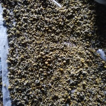 供应长白山野生菊花，物美价廉批零兼营，欢迎采购。，欢迎