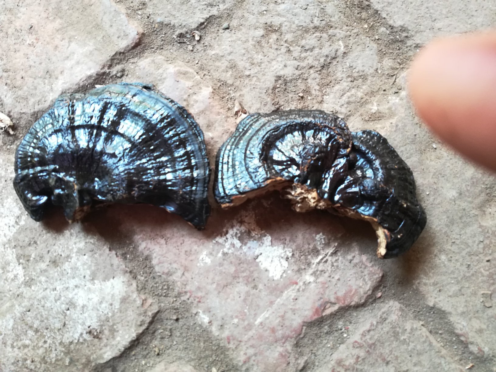 赤灵芝子实体与赤灵芝粉对比图