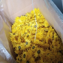 金丝皇菊