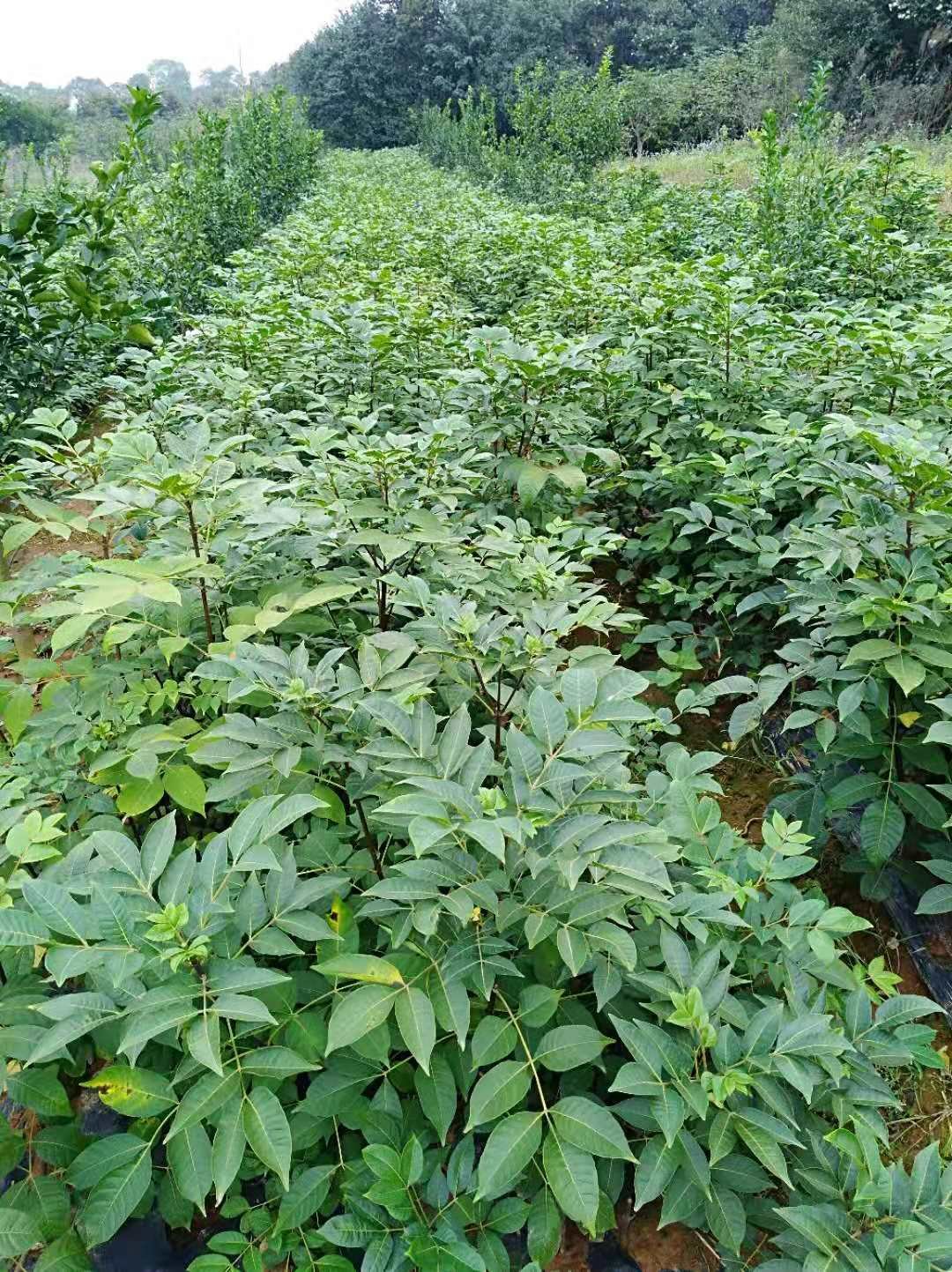 有好货吴茱萸茶辣苗枝条正宗江西中花自产自销