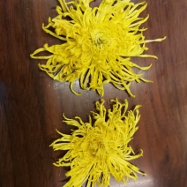 金丝黄菊