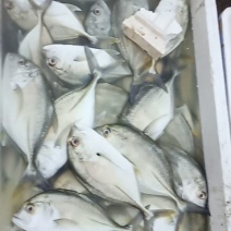 白鱼