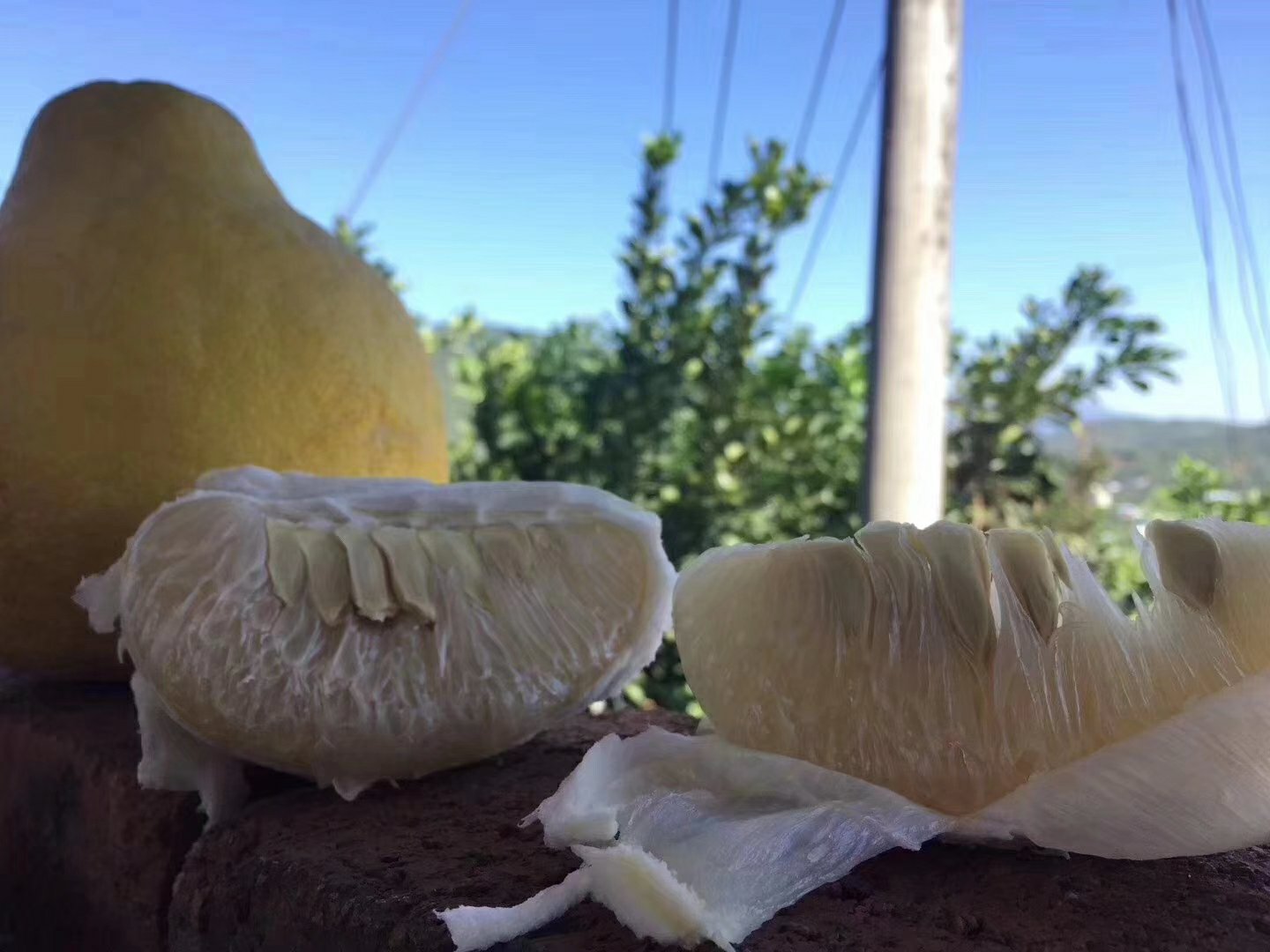 切开展示的长寿沙田柚果实