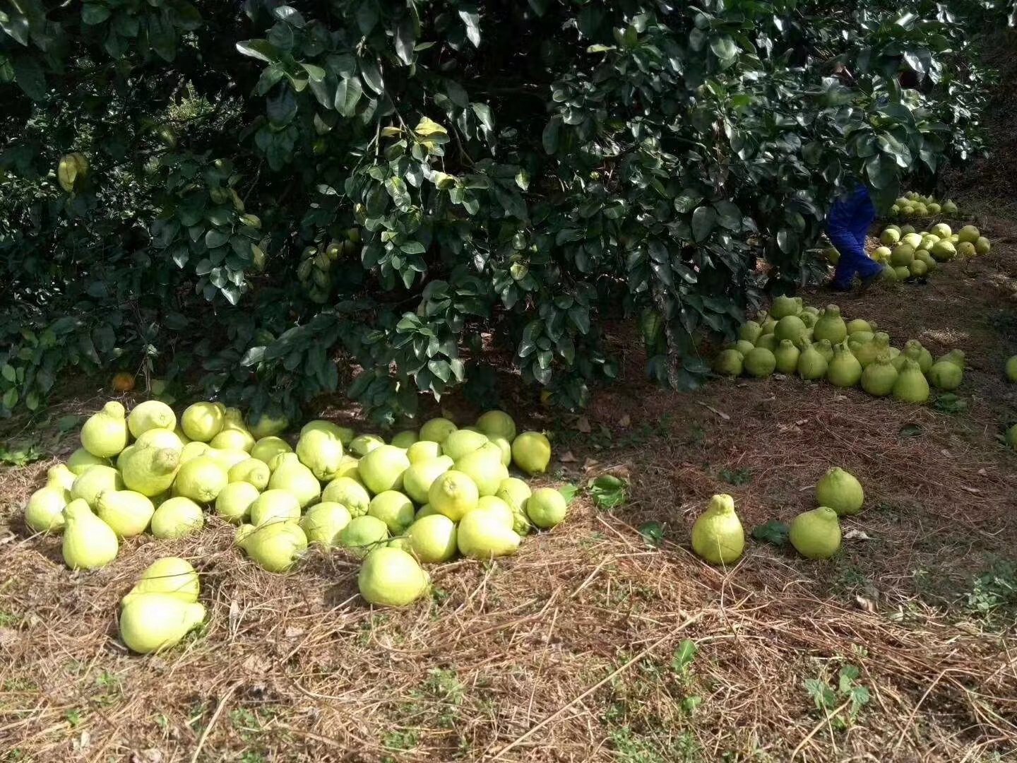农民在果园中采摘沙田柚
