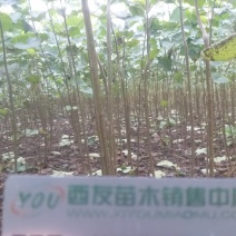 楸树苗/梓树苗，5-10公分-15公分，河南周口货源