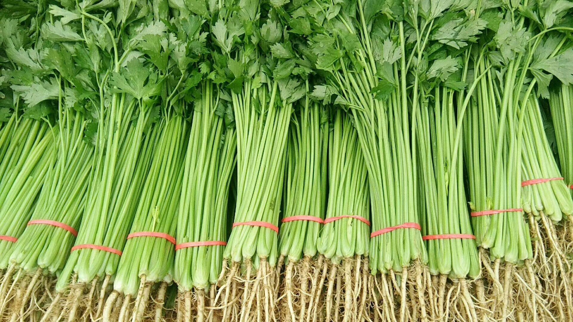 山芹正在清洗,去叶留茎,切成段状 山芹清洗与处理过程