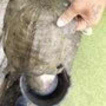 黄沙水鱼