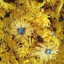 金丝皇菊