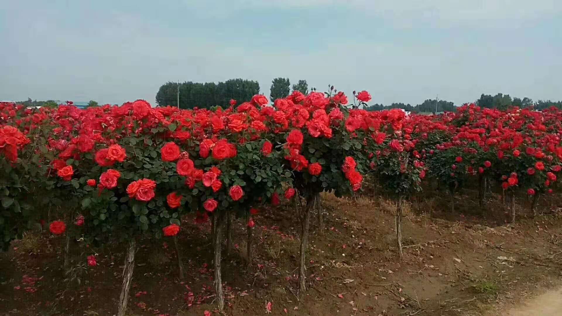 自由精神月季盛开在阳光下的花园中，红色花朵鲜艳夺目