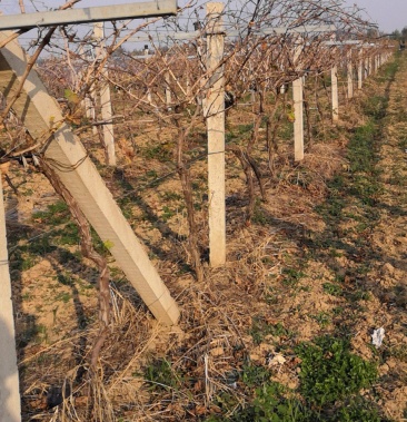 葡萄园用水泥杆2米至3米水泥柱子请看说明