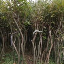 丛生熟货映山红桩头因急需用钱便宜转让