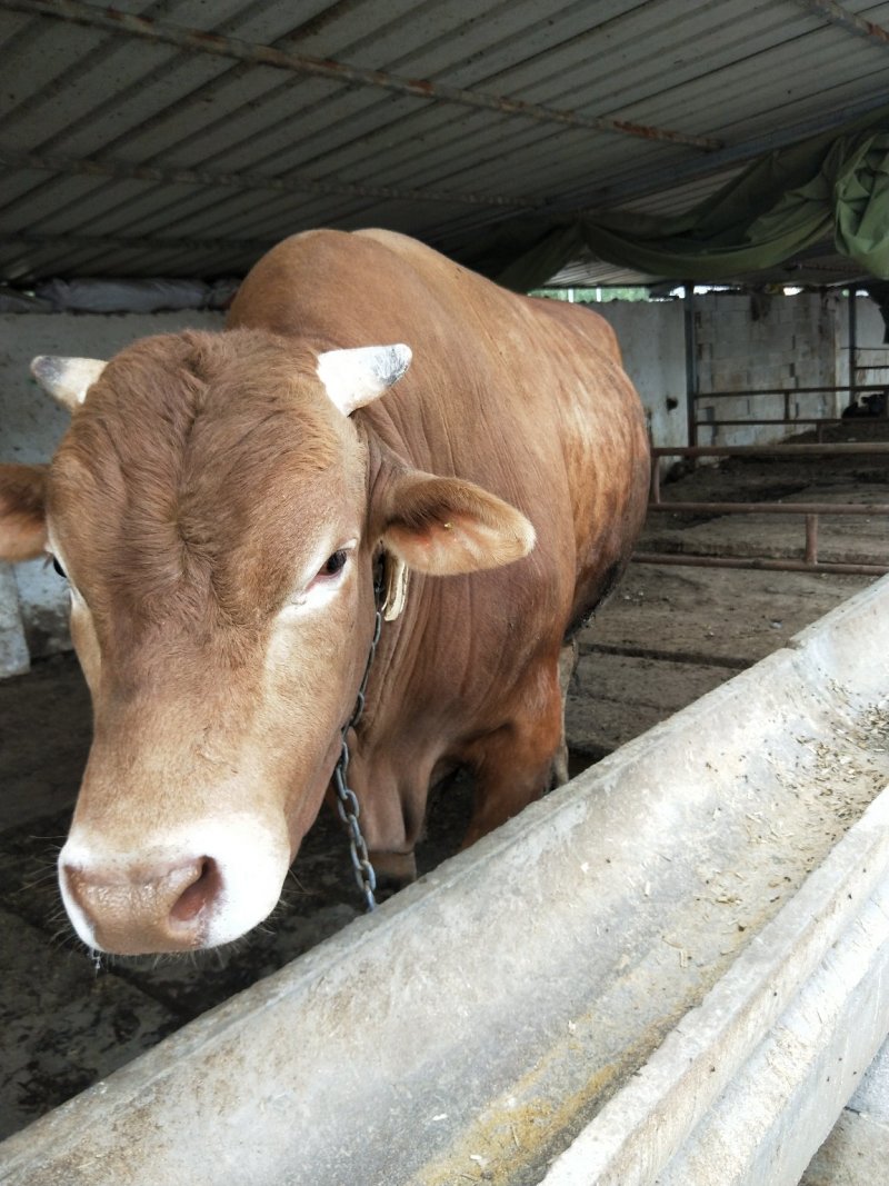 鲁西黄牛,怀孕母牛多少钱,牛犊价格,适应南北方养殖