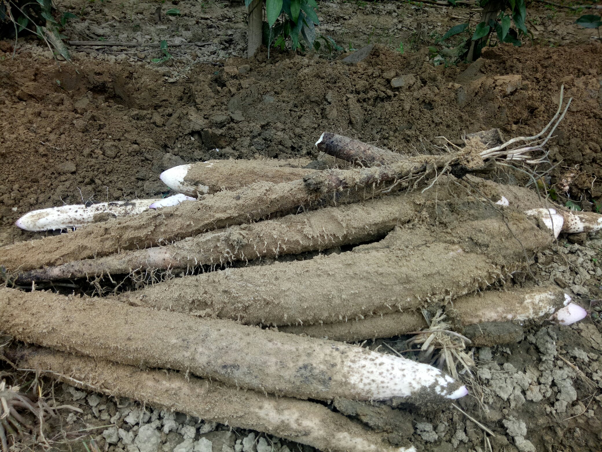 正宗淮山药的产地风貌