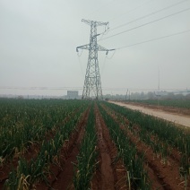 山东章丘大葱