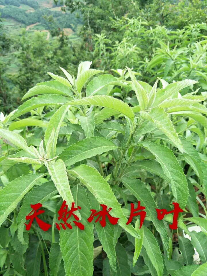 [天然冰片批发]贵州黔南罗甸县冰片 2.00元/棵贵州艾纳香冰片 _ 一亩田