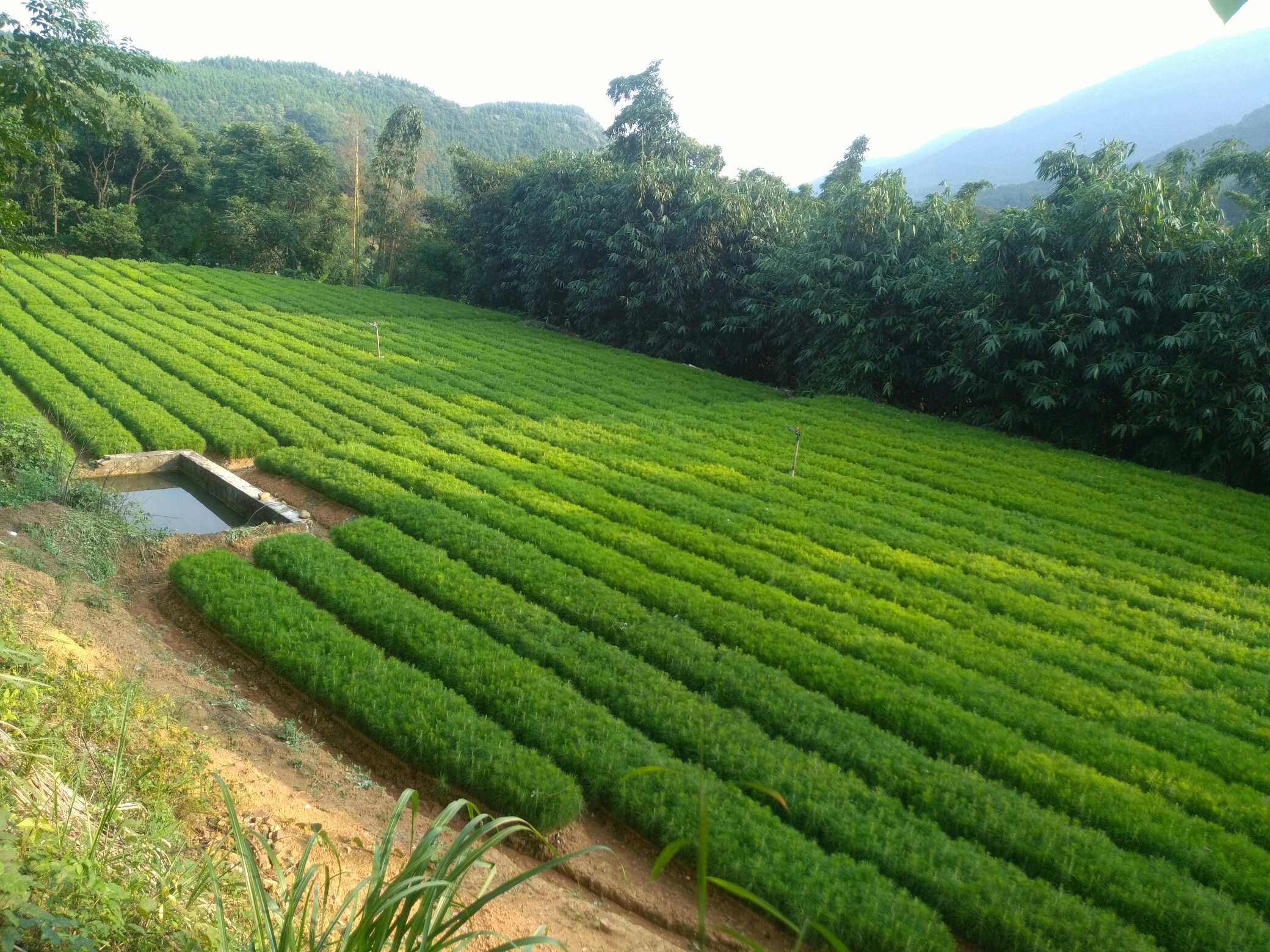 凉山州高海拔山区油松林航拍图