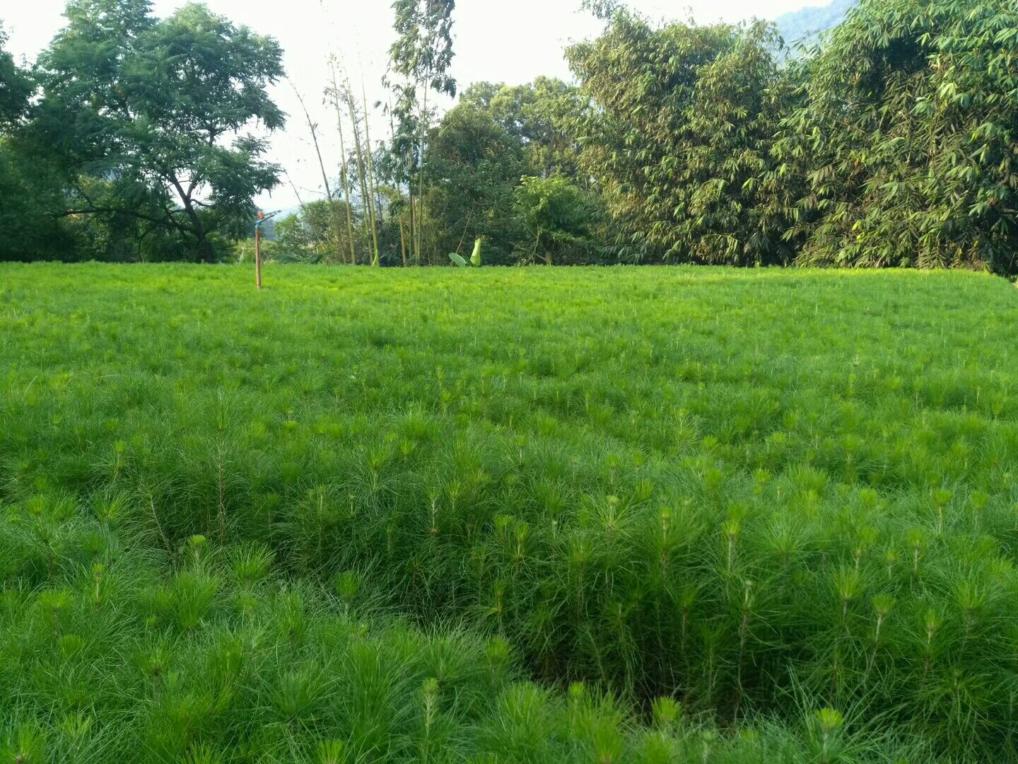 油松林秋季全景图