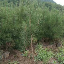 白皮松21x21营养杯一米起与一米四，上车价6·5元
