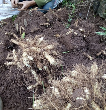 新鲜玉竹湿玉竹新鲜无污染现挖