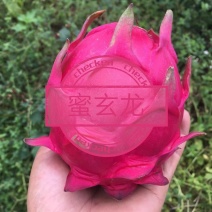 蜜玄龙，喜香红火龙果苗