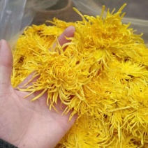 金丝黄菊