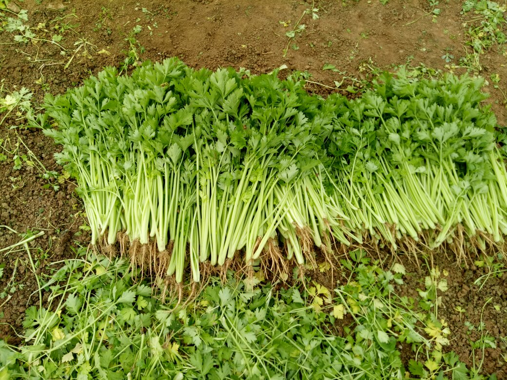 长白山农户手工采摘山芹现场