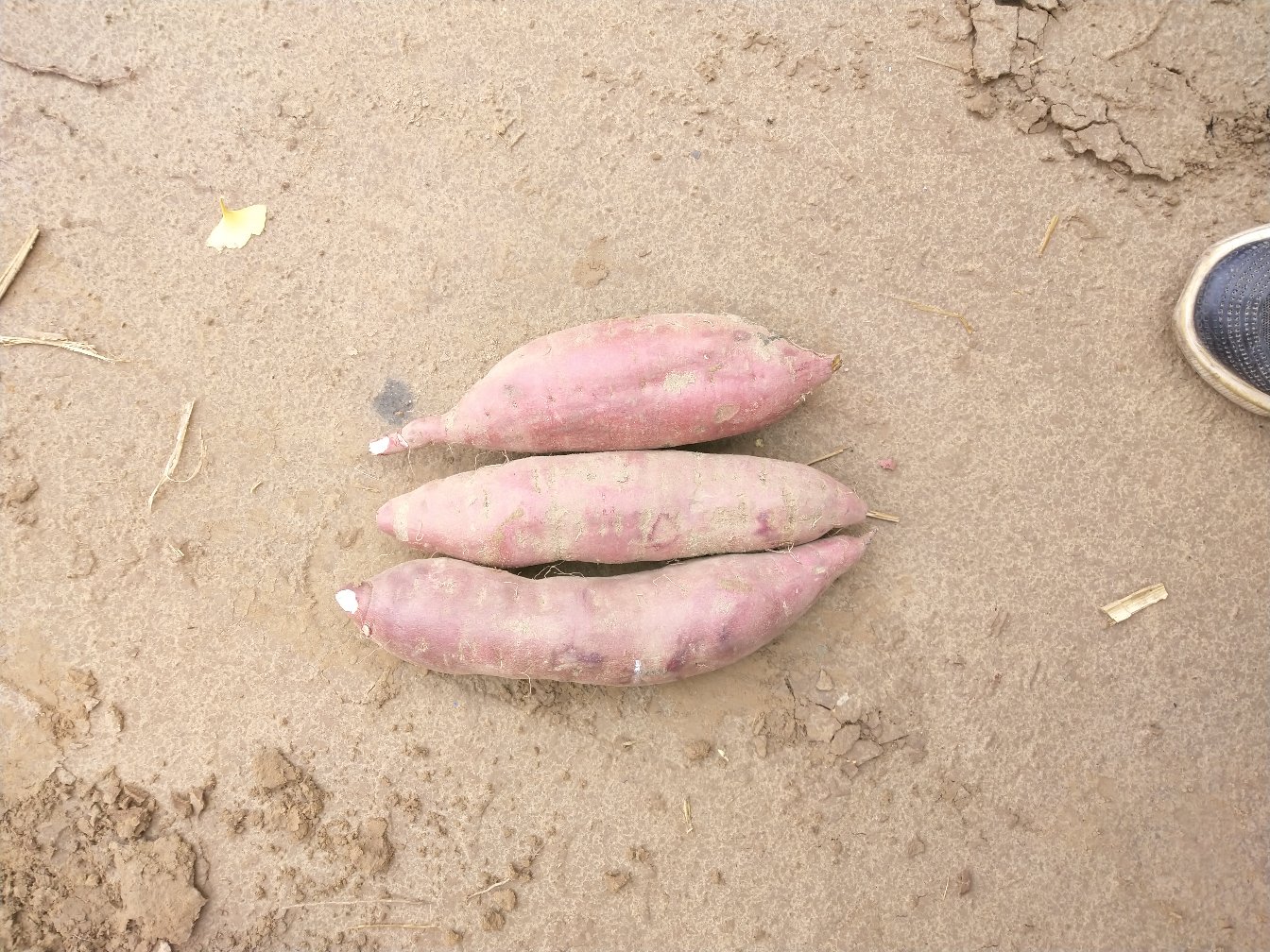 广角镜头拍摄的秋季红薯丰收现场:阳光下成片翻耕过的深褐色垄田,农民弯腰采挖新鲜红薯,泥土湿润,红薯块根饱满圆润,表皮呈橙红与紫红交织,部分带须根和新鲜藤叶,背景可见竹筐与草帽,画面充满丰收质感与乡土温度 红薯田间丰收场景