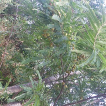 滇橄榄