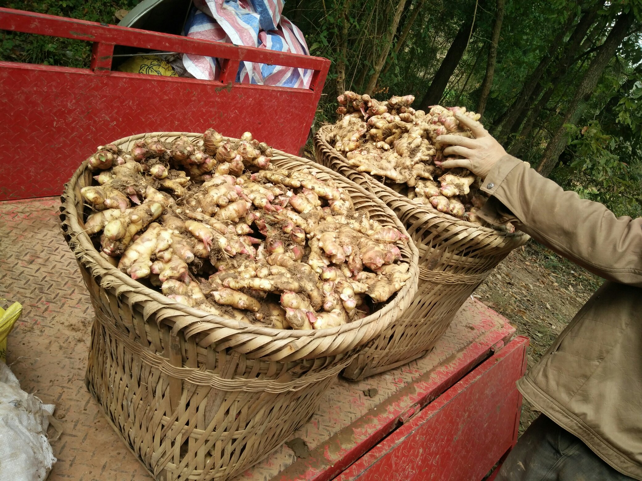 生姜收购洽谈现场