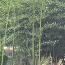 竹子