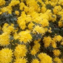 金丝皇菊
