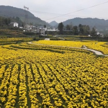 菊花茶